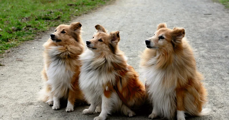 Charakter und Bewegung: kein Sofahund