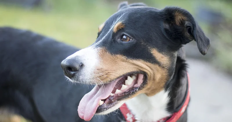 Dürfen Hunde Erdnussbutter essen?