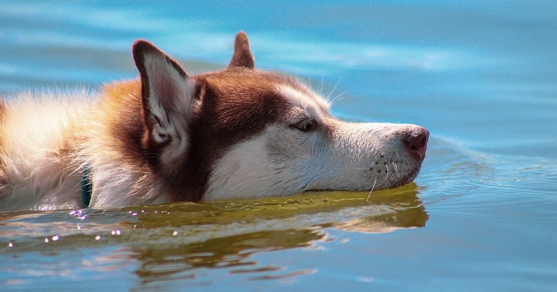Hundestrand Bodensee: Die 7 besten Spots für den Hundeurlaub