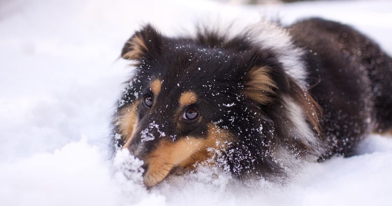 Sheltie: Der perfekte Familienhund im Portrait
