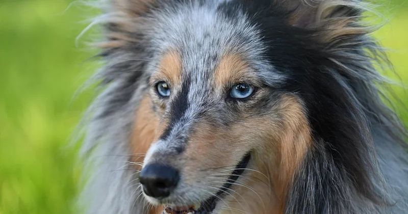 Sheltie kaufen oder Welpe holen: worauf ich heute achten würde
