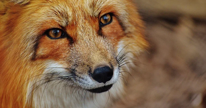 Welche Tiere Sie im Wildpark Gersfeld tatsächlich sehen werden
