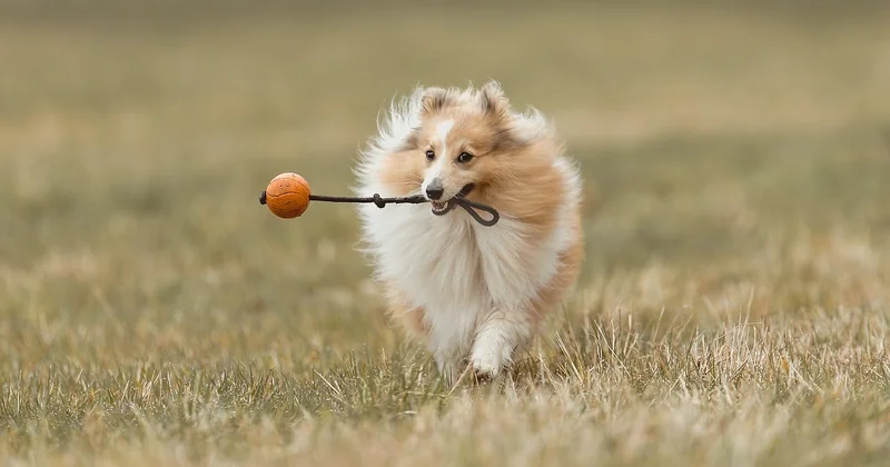 Sheltie Größe, Kurzhaar und Mini: wo die Begriffe in die Irre führen