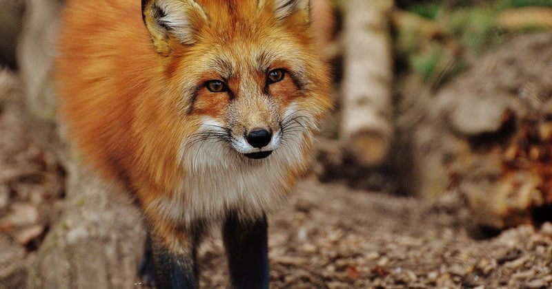 Wildpark Gersfeld entdecken: Tiere hautnah erleben im Naturpark
