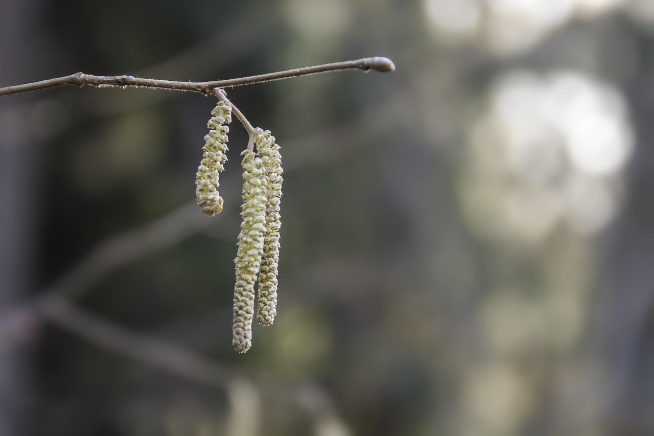 erfahren sie alles wichtige über allergien: ursachen, symptome und behandlungsmöglichkeiten, um ihre lebensqualität zu verbessern.
